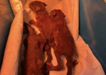 «Білкопад»: у львівській «Домівці врятованих тварин» з’явилися нові звірята