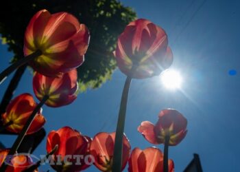 Якою буде погода цього тижня у Львові. Прогноз