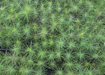 На дрони для ЗСУ: на Львівщині проведуть екологічну акцію | Львів