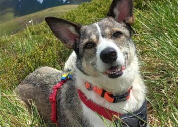 У Львові у парку на Сихові живодери отруїли собаку