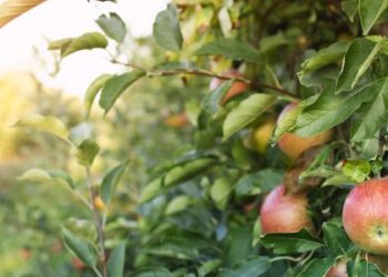 Аграрії Львівщини отримають 50 млн грн на закладку нових садів — Львівщіна