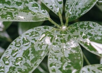 Грози та шквали: якою буде погода на Львівщині 30 липня — Львівщіна