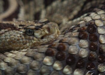 Як у Львові лікують пацієнтів після укусу змій: чи є протиотрута і які інфекції спричиняє укус