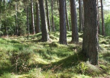 Куди піти на Львівщині 29 та 30 липня: афіша подій  — Львівщіна