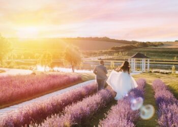 Лавандові поля біля Львова. Локації для фото та ціни