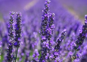 Лавандові поля біля Львова: локації та ціни — Львівщіна