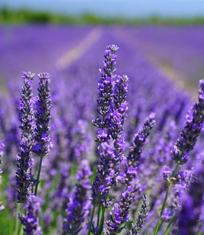 Лавандові поля біля Львова: локації та ціни