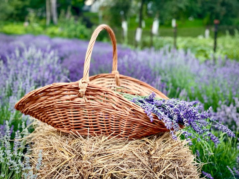 Фото: «Лавандові кручі» у Facebook