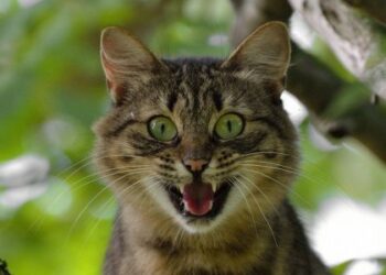 На Дрогобиччині спалах сказу: в одному з сіл ввели карантин на два місяці