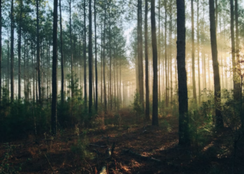 На Київщині повернули у власність держави 267 га земель лісогосподарського призначення