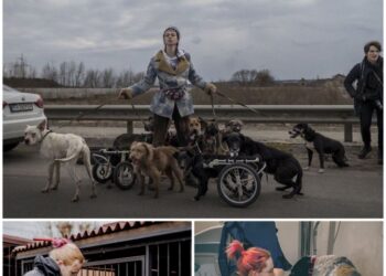 На Київщині притулок, де рятують тварин з Херсонщини, можуть закрити. Як допомогти