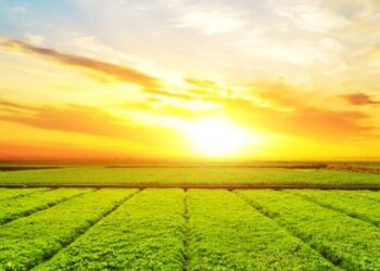 На Львівщині аграрії за 5 років збільшили виробництво зерна майже на 40% — Львівщіна