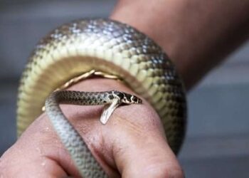 На Львівщині чоловіка вкусила змія. Як вберегтися