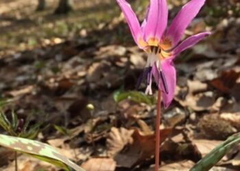 На Львівщині помітили рідкісну червонокнижну квітку — Львівщіна