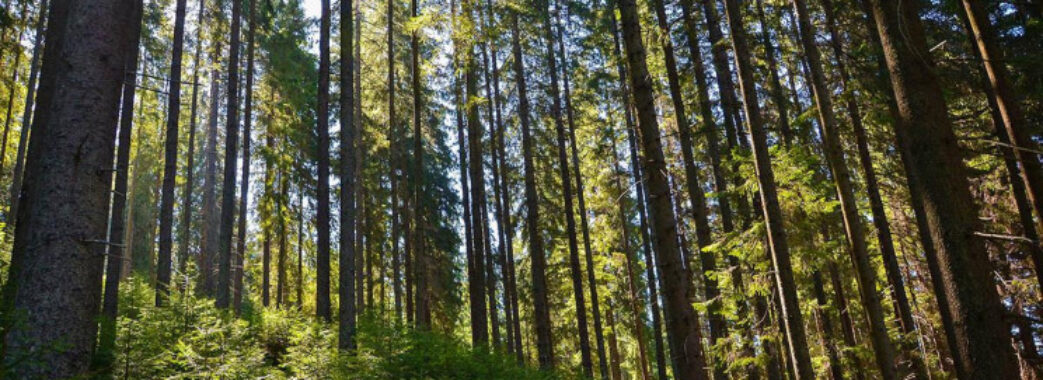На Львівщині судитимуть двох директорів лісгоспів, які незаконно дозволили вирубати дерева