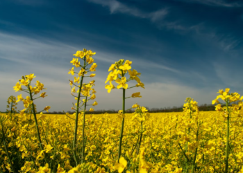 На Львівщині збільшили «Моршинський» і «Бориславський» заказники