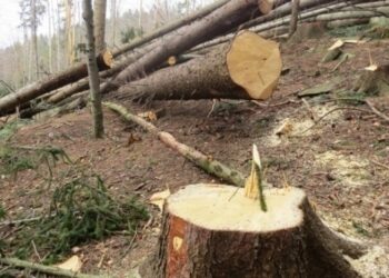 На Львівщині зрізали дерев на понад 200 тисяч грн. Поліція шукає винних