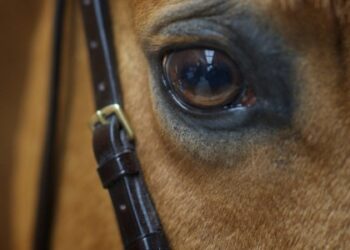 Пекельна спека: на Городоччині людям прийшлось рятувати коня, який знепритомнів — Львівщіна