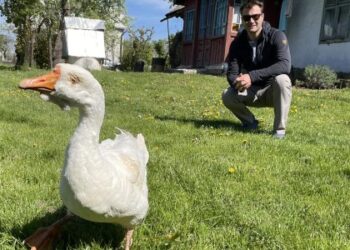 Під Львовом померла найстарша гуска України