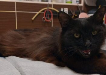 Пробув під завалами 11 днів: у Львові врятували кота Черчилля (відео)