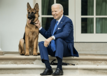Собака Байдена за чотири місяці життя в Білому домі покусав сімох людей – Світ