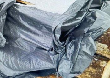 Спиляв смерек на понад 900 тис. грн: на Львівщині викрили чоловіка, який вирубав дерева в заказнику — Львівщіна