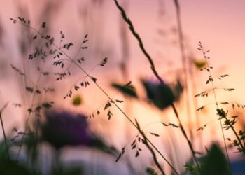 Тепло та без істотних опадів: якою буде погода на Львівщині 29 липня — Львівщіна