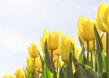 Тепло та туман: якою буде погода на Львівщині 8 липня — Львівщіна