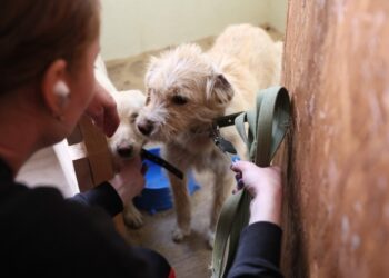 У червні кияни взяли в родини рекордну кількість безпритульних тварин