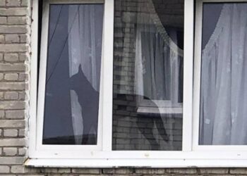 У Червонограді собаку надовго зачинили у квартирі: тварина у клініці, на господарів написали заяву — Львівщіна