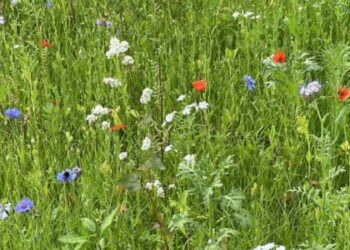 У Львові розквітли лугові квіти: де можна побачити