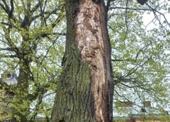 У Львові зріжуть аварійний дуб