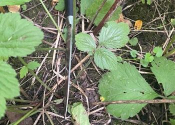 У Винниках затримали нападника з ножем, який вбив жінку в лісопосадці