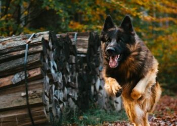 До Львова прибули 24 службових собаки: допомагатимуть поліції на деокупованих територіях (відео)