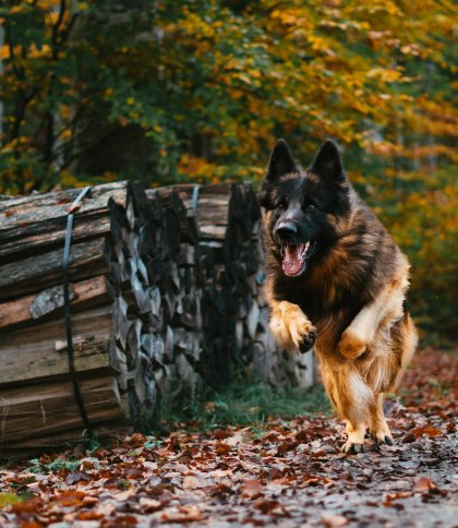 До Львова прибули 24 службових собаки: допомагатимуть поліції на деокупованих територіях (відео) 