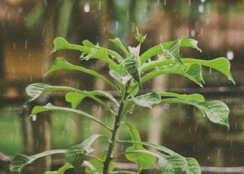 Грози та град: якою буде погода на Львівщині 5 серпня — Львівщіна