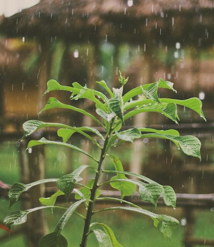 Грози та град: якою буде погода на Львівщині 5 серпня