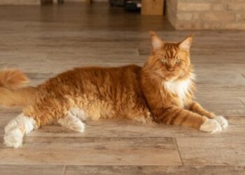 Куди піти 12 та 13 серпня у Львові: афіша подій на вихідні