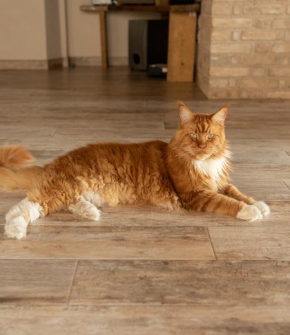 Куди піти 12 та 13 серпня у Львові: афіша подій на вихідні 