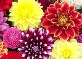 Львів’ян кличуть на виставку жоржин: коли та де