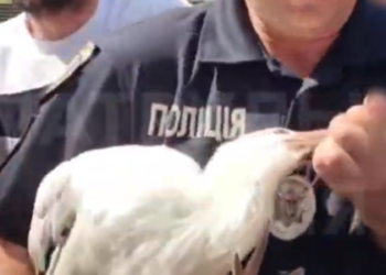 Львівські патрульні разом з містянами врятували пораненого лелеку (відео)