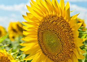 Малохмарно та 32° тепла: погода у Львові та на Львівщині 14 серпня — Львівщіна