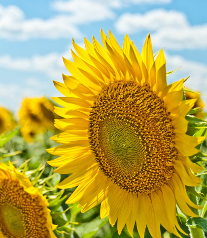 Малохмарно та 32° тепла: погода у Львові та на Львівщині 14 серпня