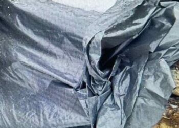 Мешканець Львівщини незаконно зрубав смерек на майже мільйон гривень – Надзвичайні події