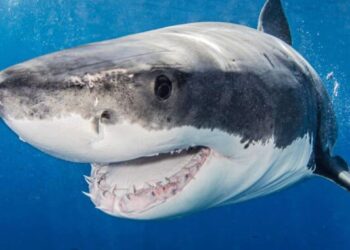 На пляжі в США на українку напала акула: подробиці трагедії – Світ