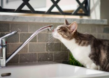 Сьогодні низка вулиць двох районів Львова буде без води. Перелік адрес