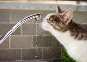 У двох районах Львова 9 серпня не буде води: перелік адрес