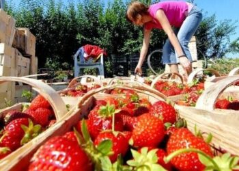 Українці масово відмовляються від сезонної роботи у Польщі: названо причину – Світ