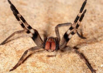 В Австрії закрили супермаркет через отруйного павука – Світ