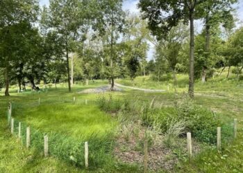 Де у Львові подивитися на експериментальні галявини з різнотрав’ям